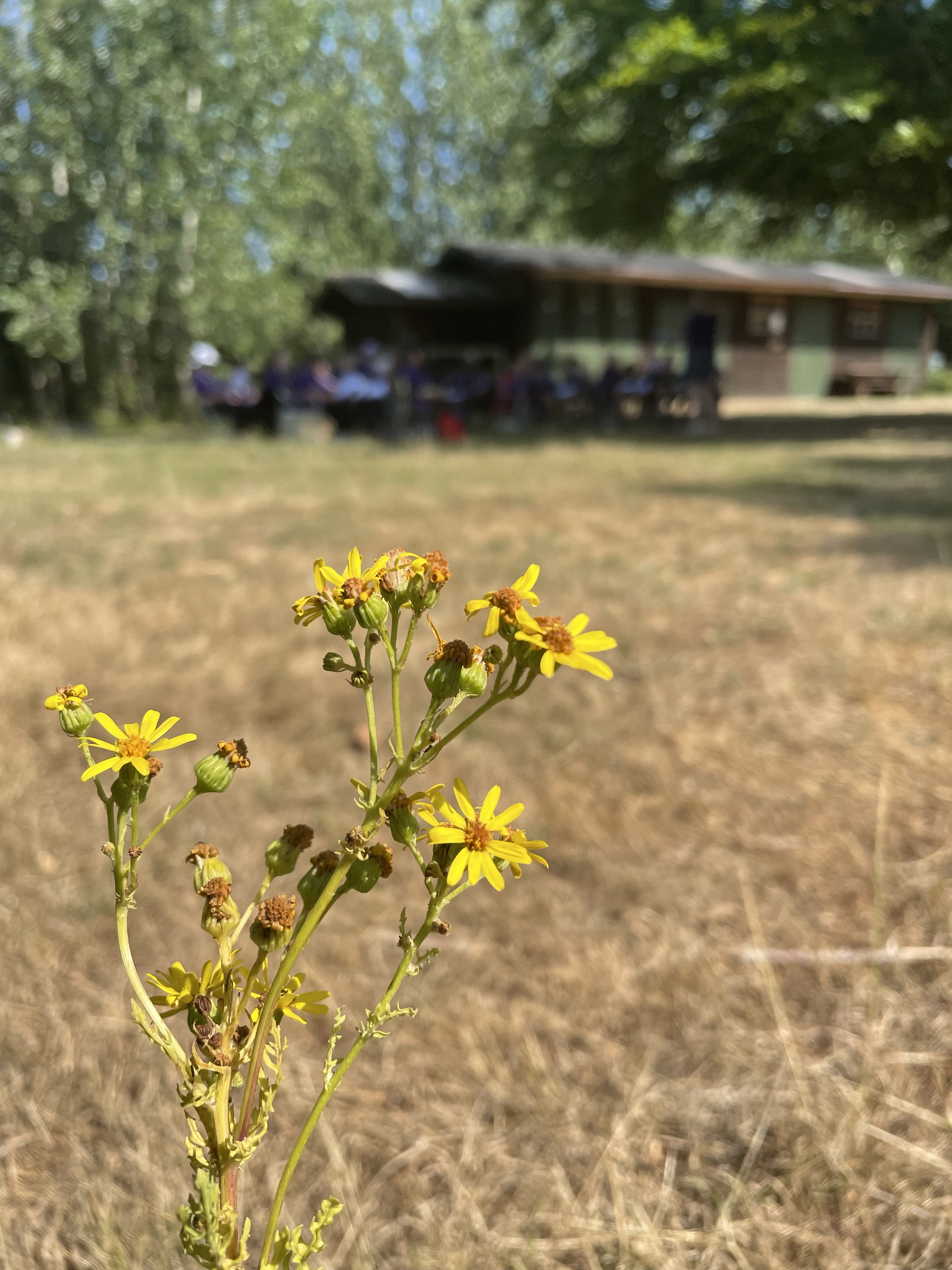 Wild flowers.