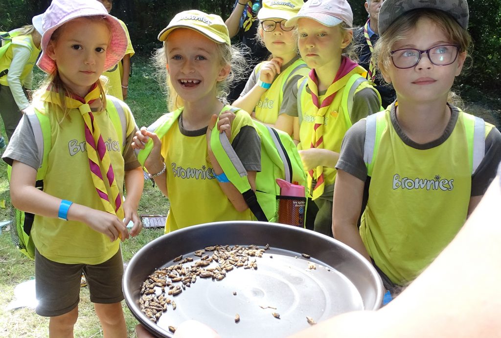 Brownies eating roasted crickets.