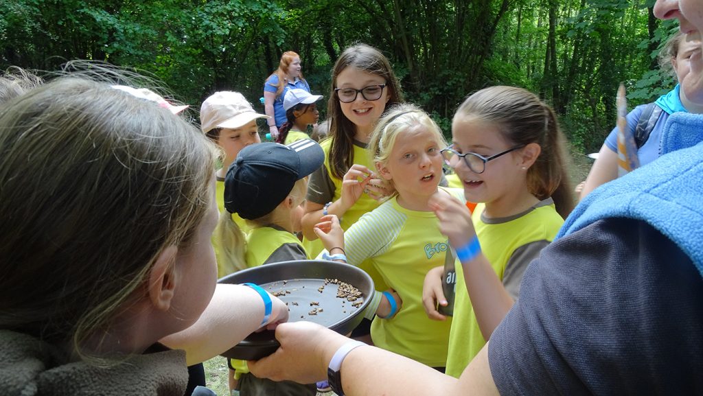 Brownies eating roasted crickets.