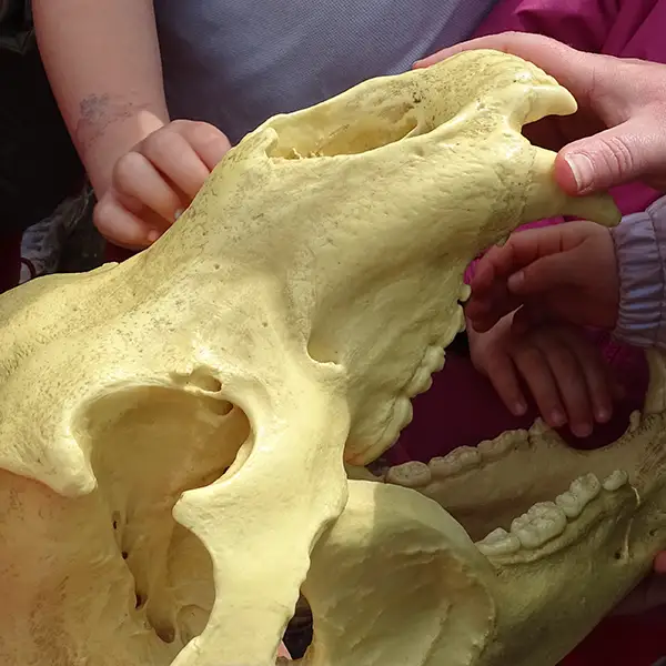 Bear skull, Rainbows, Wildwood, April 2023