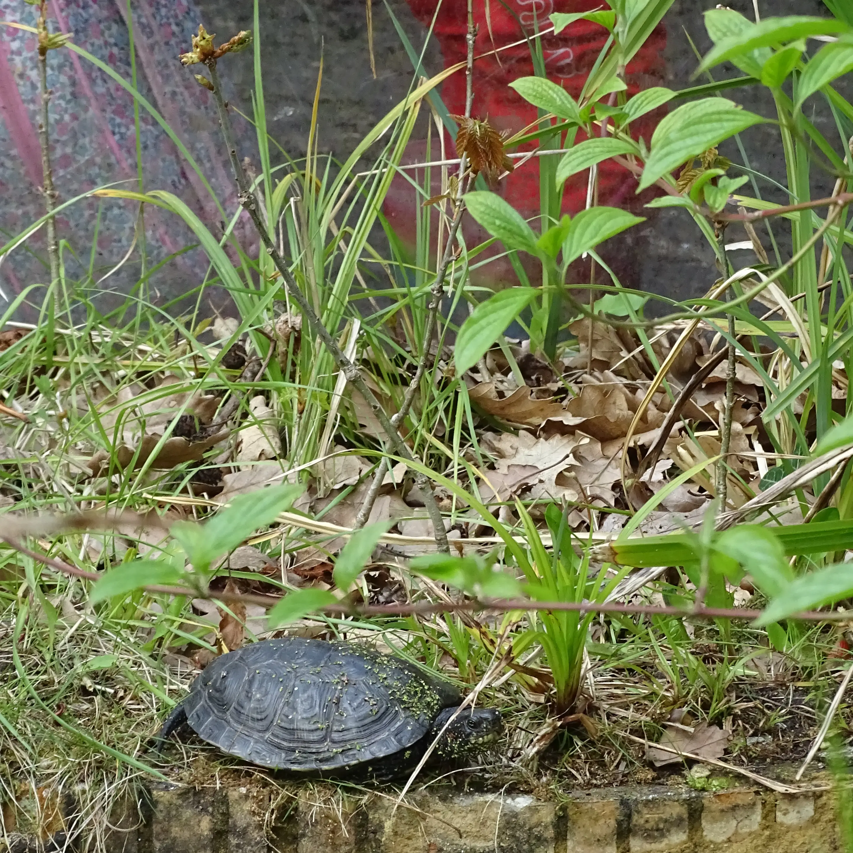 Rainbows Go Wild, Tortoise